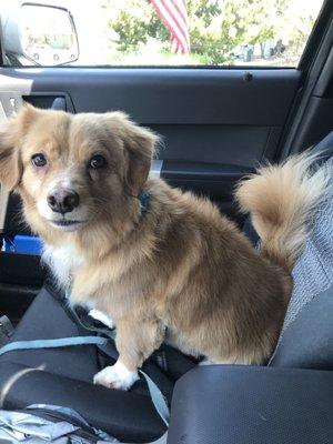 My handsome boy after his appointment at the Pampered Poodle!