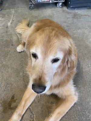 Champ the market dog