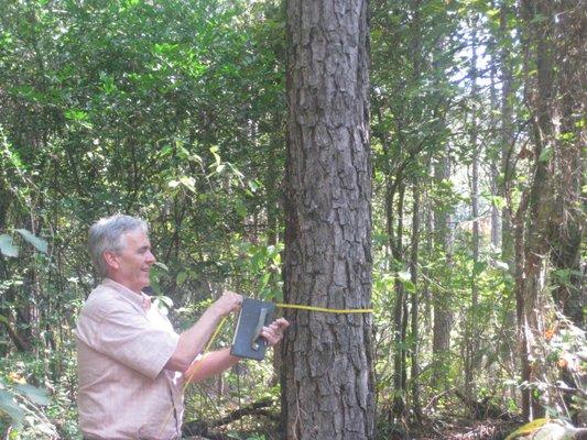 Measuring trees