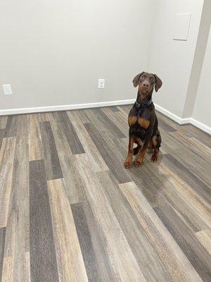 Coretec Plus Plank Design, Divergence Oak!