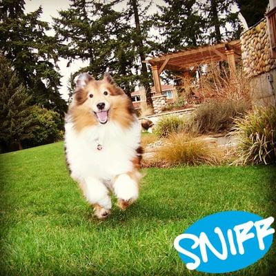 SNIFF Seattle Dog Walkers - Seattle, Bellevue, Redmond, Shoreline, Kirkland, Bothell, Mercer Island, West Seattle & more.