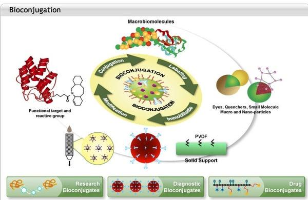 Powering Drug Delivery through Bioconjugation