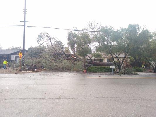 Pine Tree in Orangevale