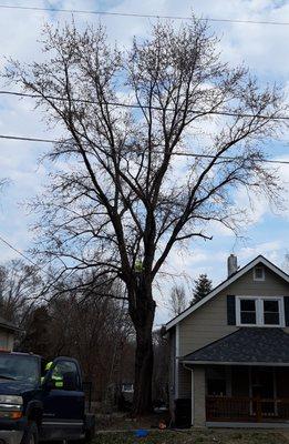 Before picture of a maple cleanout