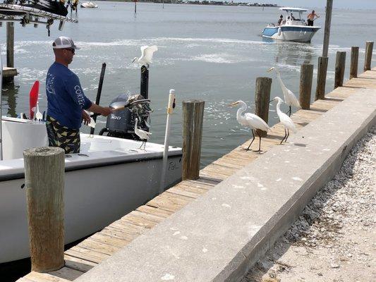 Captain Justin feeding extra bait to the birds