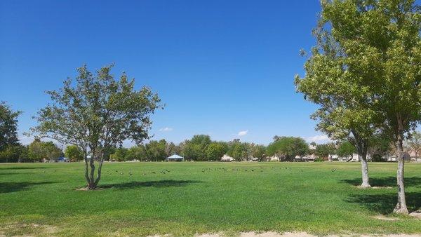 Although it is called Duck Creek Park, pigeons populate the open green space.