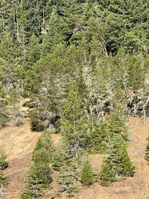 Trees dying-not sure if it's beetles or drought or beetles caused by drought. Sad to see.