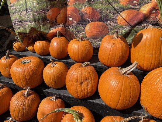 Piedmont Avenue Pumpkin Patch