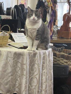 Oliver the shop cat