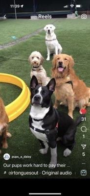 Booker with his DayCare friends from Pups-A-Daisy's Instagram