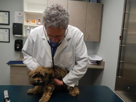 Dr. Mark Pessin examining a cute furry friend