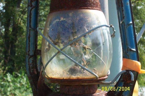 Wasp Nest In Lantern