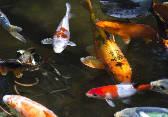 Koi fish enjoying their new home