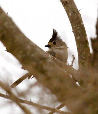 Black Crested Titmouse