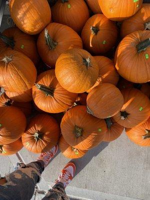 Pumpkins