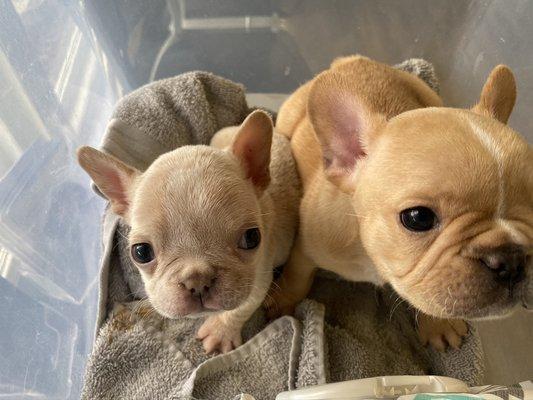 Two pups enjoying their day at the vet here at Beach Garfield Vet Hospital! Vaccinations were a breeze.