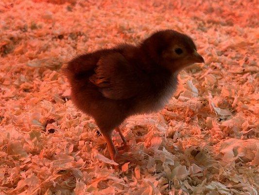 Baby chicken