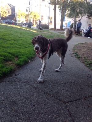 Bolt at the park :)