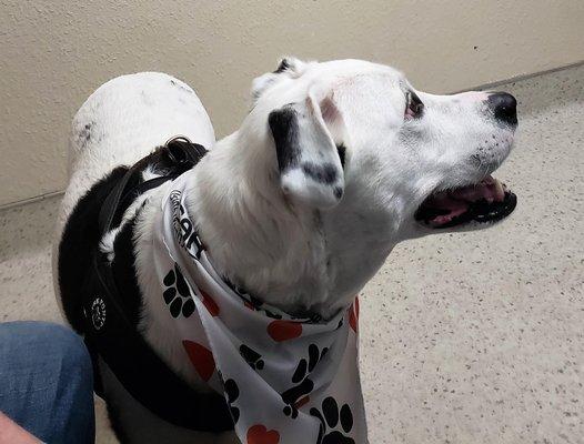 With his calming bandana.