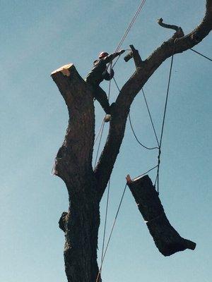 Trees can be safely removed even above homes and other valuables using safety ropes