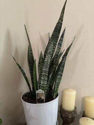 10 inch Sansevieria