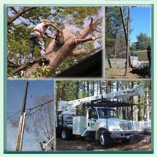 Tree cutting and clearing - emergency tree services available