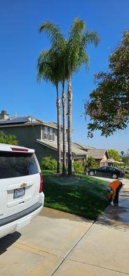 The palm trees after they had been trimmed and the debris had been picked up