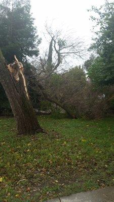 Fallen tree cleaned up by Golden State Tree Care