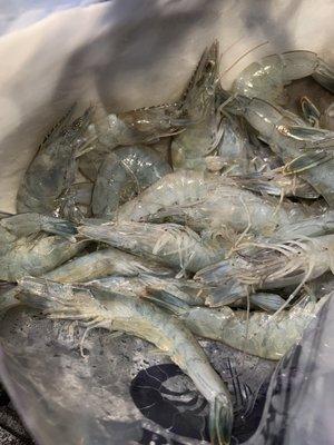 Inside bag of live shrimp