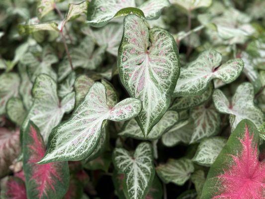 Caladium