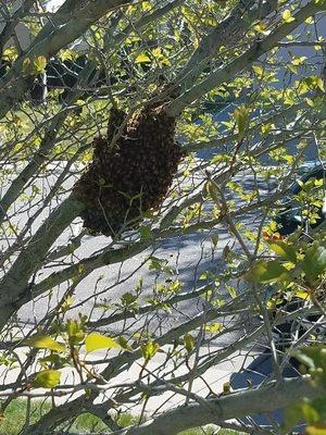 Bee Swarm