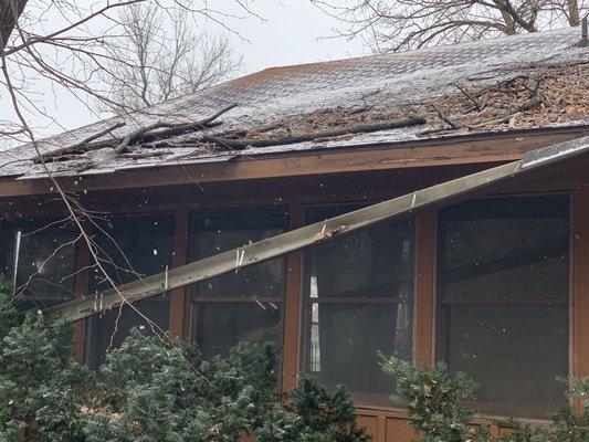 Damage from dying tree that was untouched for months