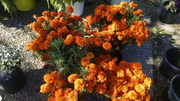 Marigolds