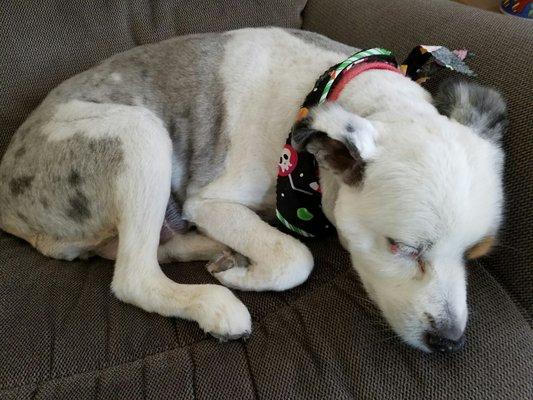 A picture of our dog groomed. She doesn't like bows on her ears.