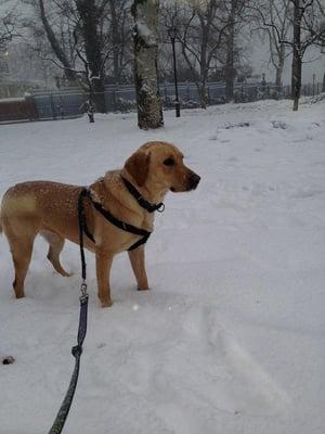 Sammie playing in the snow this winter!