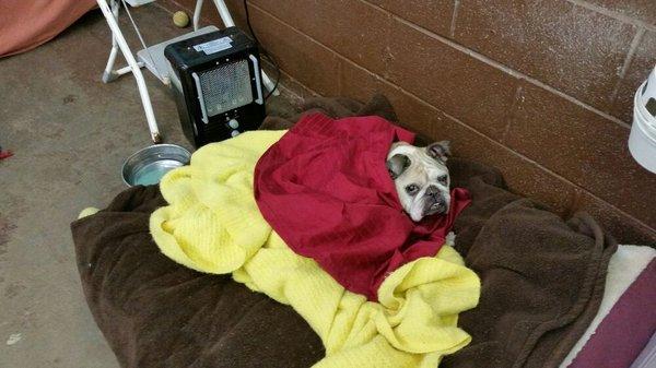 Ms. Lola snuggled up in warm blankies fresh out of the dryer. She is spoiled with her own heater and eater bowl