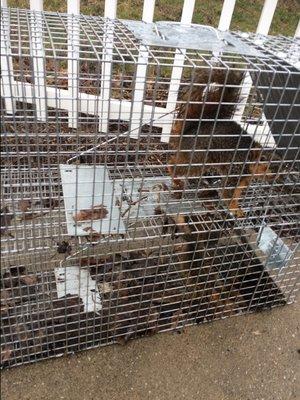 Trapped Squirrels