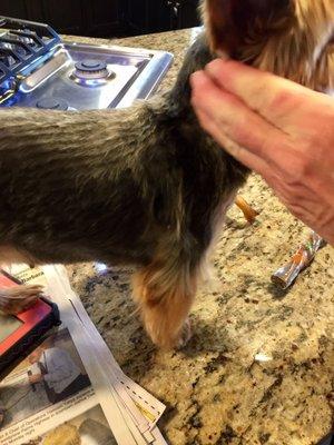 Terrible grooming job by groomingdales pet spa in yucca valley