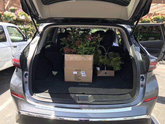 Two hydrangeas properly secured and packed for our drive back to Southern California