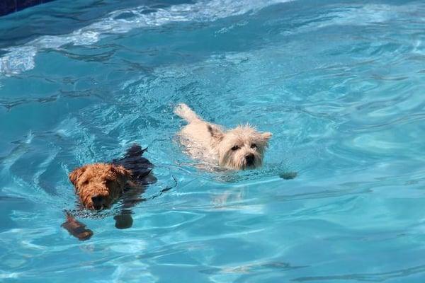 In-door dog swimming pool