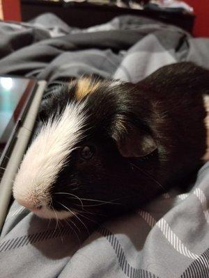 Gizmo D. Guineapig