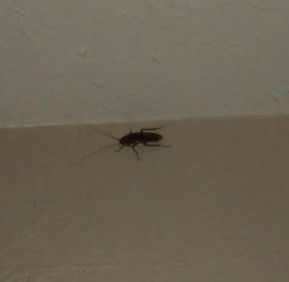 Roach the size of a small child keeping me from sleep... Next time i wont go with the cheapest place.