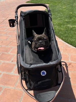 Super happy guy after his six week recovery process, all healed and ready for sunny adventures again!