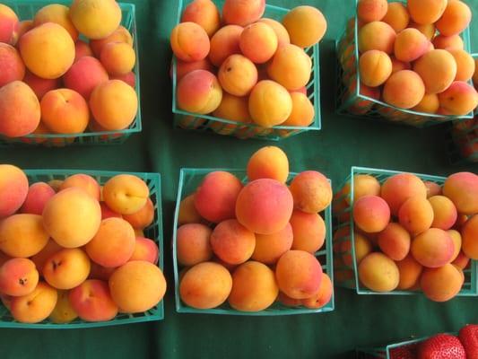 baskets of apricots at Willow glen farmers market in San Jose