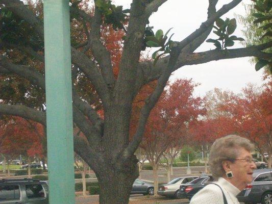 Colorful trees in the parking lot.