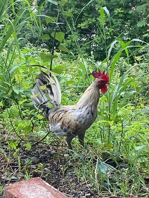 Vineyard chickens