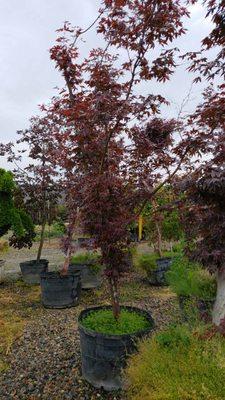 Bloodgood Japanese Maple