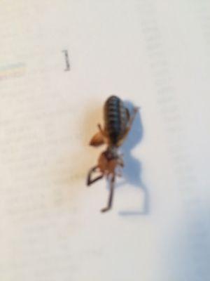 What is this insect?