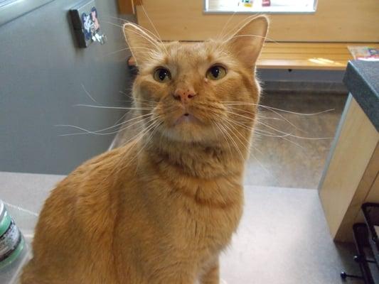 Meet Vinnie, our clinic kitty!