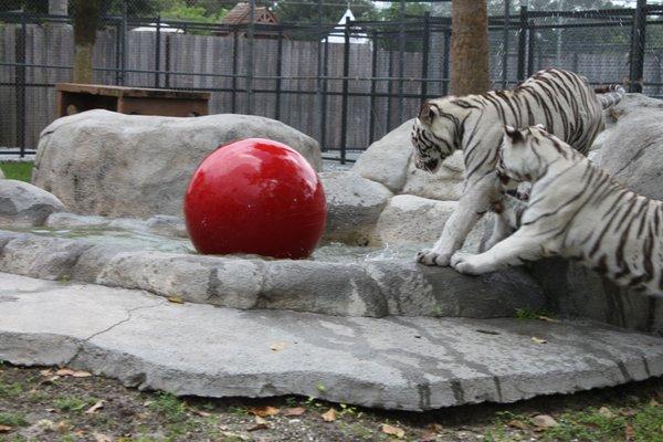 Raj & Elsa love to play together!